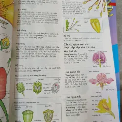 TỪ ĐIỂN USBORNE TOÁN-HOÁ-SINH-LÝ 576441