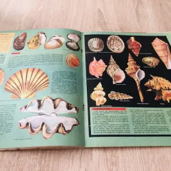 TẠP CHÍ TOUT L’UNIVERS – 1964 (6) 1016915