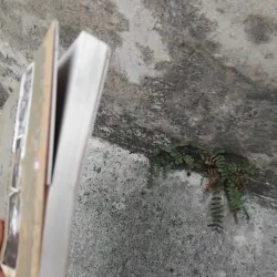 Hồi kí Thương Tín một đời giông bão  1028247