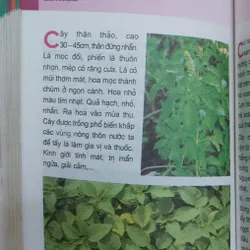 TỪ ĐIỂN TRANG VỀ CÁC LOẠI CÂY  571018