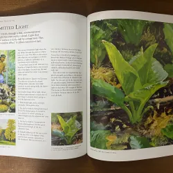 Color and Light: A Guide for the Realist Painter - James Gurney, tg loạt truyện Dinot 1023844