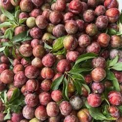 Mận hậu Sơn la  1009592