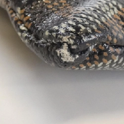 Túi Goyard Sena MM ABU SENAT MM - Hàng hiệu Chính hãng 805446