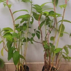 Cây mía dò - cây cát lồi (5-6 cây/chậu), như hình 502889