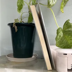 Ngưa ô yêu dấu 746450