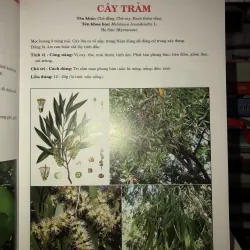 Thuốc Nam - Lương y Nguyễn Công Đức 763835