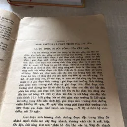 Những kiến thức cơ bản của khoa học trồng lúa 975867