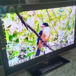 Tivi Led Mỏng 32" TCL Viền Kính Full Phụ Kiện Thanh lý 6234