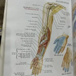 ATLAS GIẢI PHẪU NGƯỜI - FRANK H. NETTER, MD - sách dày, in màu  961602