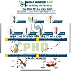 10 REGENT 800 (gói 1.6g) DATE MỚI - Diệt Kiến, Gián, Bọ Chét, Mạt, Rầy, Nhện, Bọ Trĩ, Sâu 508270