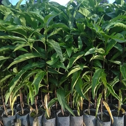 Cây nhàu giống 503681