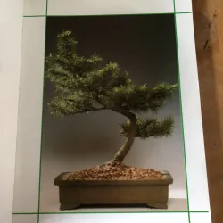 Chăm sóc tạo dáng bonsai toàn tập 973617