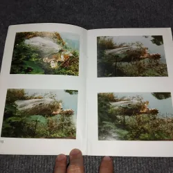 KỂ CHUYỆN VỀ RÙA Ở HỒ GƯƠM 993105