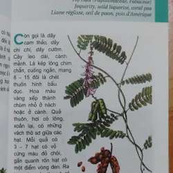 TỪ ĐIỂN TRANG VỀ CÁC LOẠI CÂY  571018