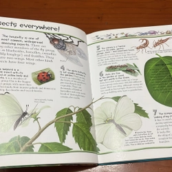 PICTURE BOOK 100 things you should know about insects & spiders 534178