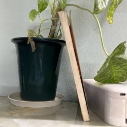 Trị tâm sân hận  746447