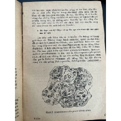 Giới thực vật trong lịch sử trái đất - Trịnh Dánh 936445