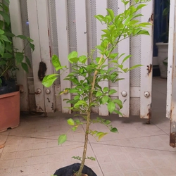 Cây nguyệt quế - cây giống như hình 78129