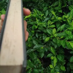 Du ngoạn vòng quanh châu Á trên lưng ngựa của Công tước Viazemski 1020852