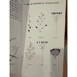 Trees and fruits of southeast asia - Michael Jensen 927617