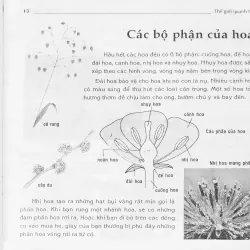 Hoa (Thế giới quanh ta) 674770