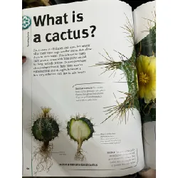 Trees , leaves , flower , seeds - Smithsonian 720544