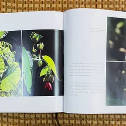 Sơn Đoòng tranh 591000