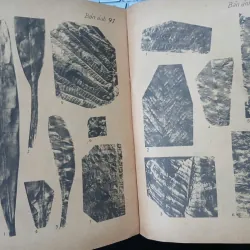 HÓA THẠCH ĐẶC TRƯNG Ở MIỀN BẮC VIỆT NAM 687720