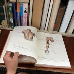 II Atlas der Anatomie des Menschen - Band 1 + 2 - Bertolini, Leutert - 1987 593995