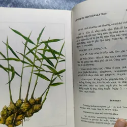 Cây thuốc Việt Nam - Viện dược liệu 1006248