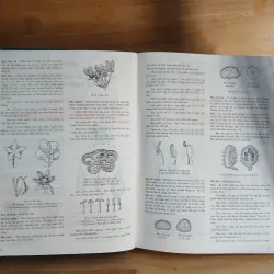 Từ Điển Thực Vật Thông Dụng (Tập 1) - Võ Văn Chi 976204