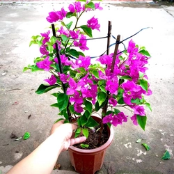 Hoa giấy hai màu trắng hồng tím