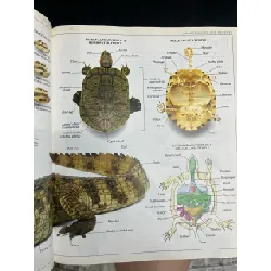 Ultimate Visual Dictionary