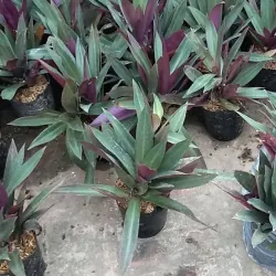 Cây lẻ bạn 760977