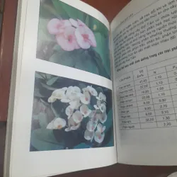 Huỳnh Văn Thới - XƯƠNG RỒNG BÁT TIÊN, kỹ thuật trồng, phương pháp lai tạo 737665