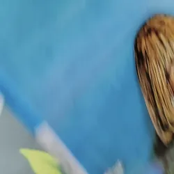 [Tặng nẹp góc] Truyện thiếu nhi Hàn Quốc: Moyamo Anu 35 -  모야모 아누와: 마법의 알 732032