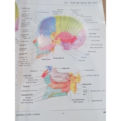 Atlas giải phẫu người - Frank H. Netter. MD 549542