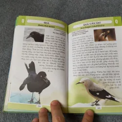 TỪ ĐIỂN TRANH VỀ CÁC LOÀI CHIM 719833