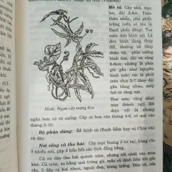 CÂY THUỐC TRỊ BỆNH THÔNG DỤNG - PTS. VÕ VĂN CHI 996132