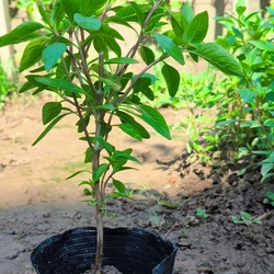 Chậu cây húng quế 478550