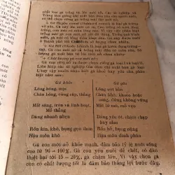 Úm gà con - Đào Đức Long 992598