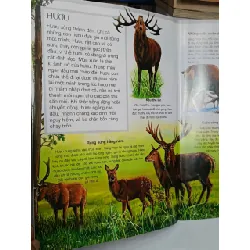 Tủ sách thế giới động vật: ĐỘNG VẬT RỪNG - Quốc Dũng (dịch) 688020