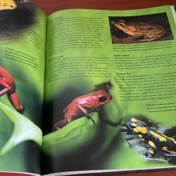 PICTURE BOOK Dangerous greatures 536945