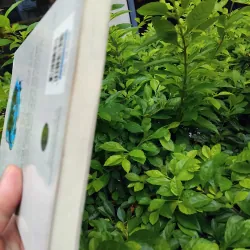 Những hình bóng cũ tập truyện ngắn của Ngọc Giao  989992
