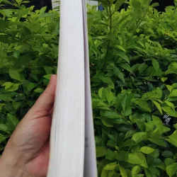 Âm thanh và cuồng nộ của William Faulkner 975211