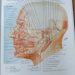 ATLAS GIẢI PHẪU NGƯỜI  761036
