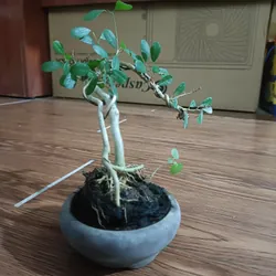 Linh sam văn nhân siêu mini [Bonsai siêu mini để bàn] 563900