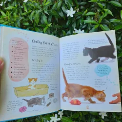 Cats and Kittens 995238