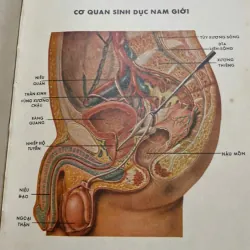 BỆNH SUYỄN - SÁCH Y KHOA TRƯỚC 75 572912