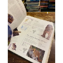 Wildlife of the world 1013762